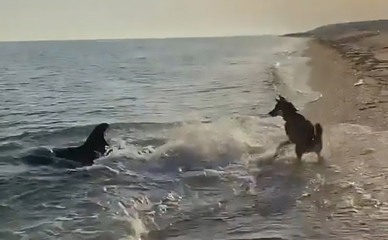 Unglaubliches Video zeigt Hund und Delfin beim gemeinsamen Spielen am Strand