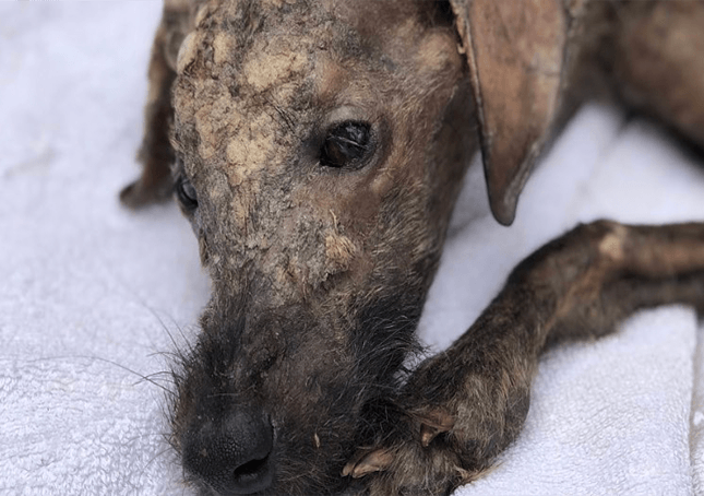 Retter, der einem sterbenden Straßenhund Liebe schenkt, lässt seine Augen wieder leuchten