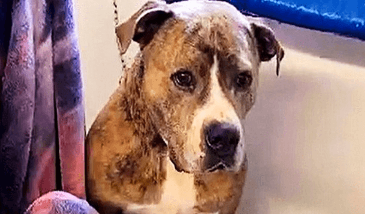 Nachdem er 720 Tage lang abgelehnt wurde, sitzt der Hund allein in einer traurigen Ecke des Tierheims