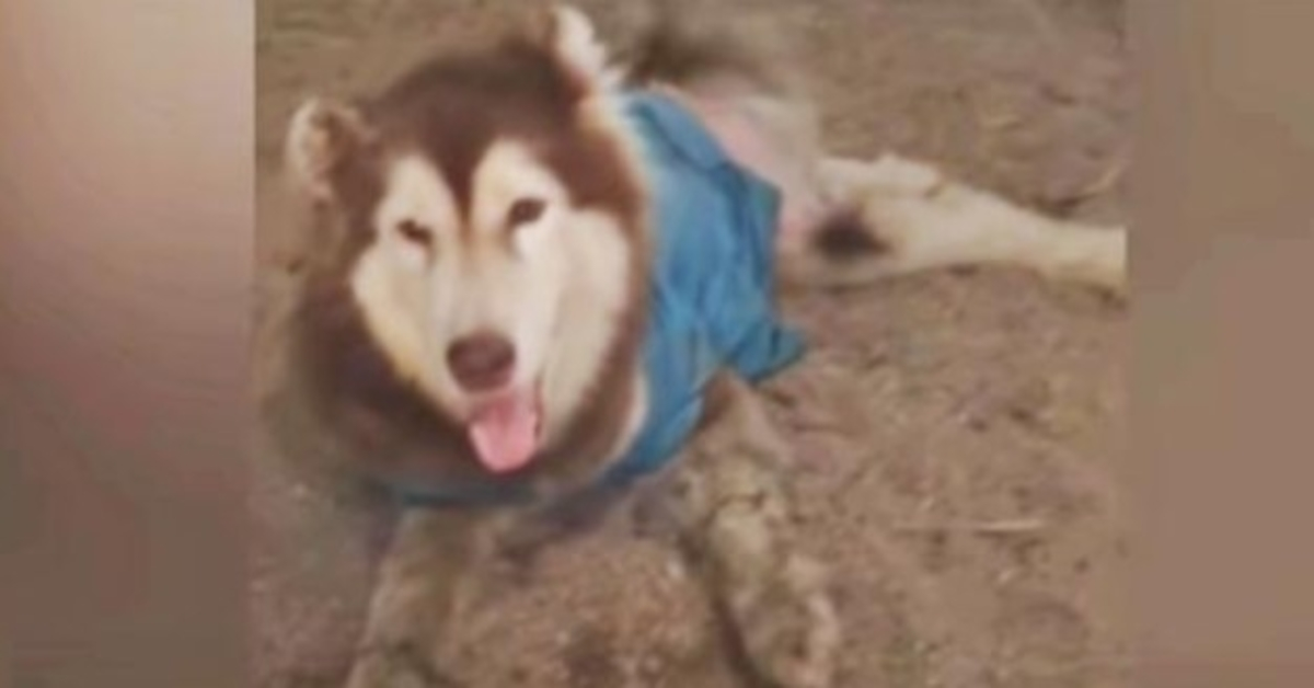 Husky mit verstümmelten Beinen lächelt und wedelt, damit sie nicht wieder an ihm vorbeilaufen