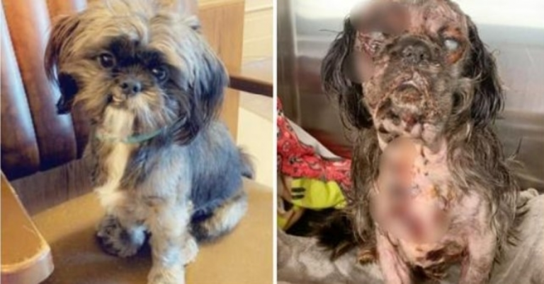 Diensthund zitternd und schreiend vor Schmerzen aufgefunden, nachdem sich sein Besitzer für einige Momente umgedreht hat