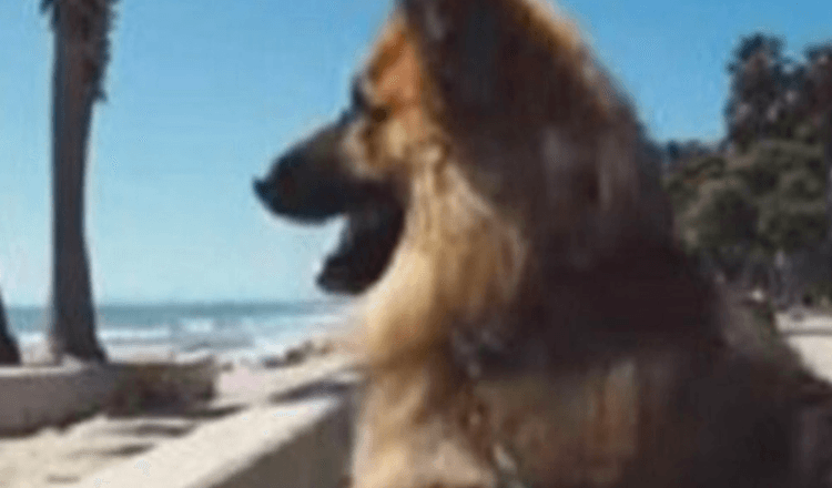 Ein Deutscher Schäferhund, der fünf Jahre lang an einer Kette hing, sah zum ersten Mal das Meer. Die Reaktion ist großartig