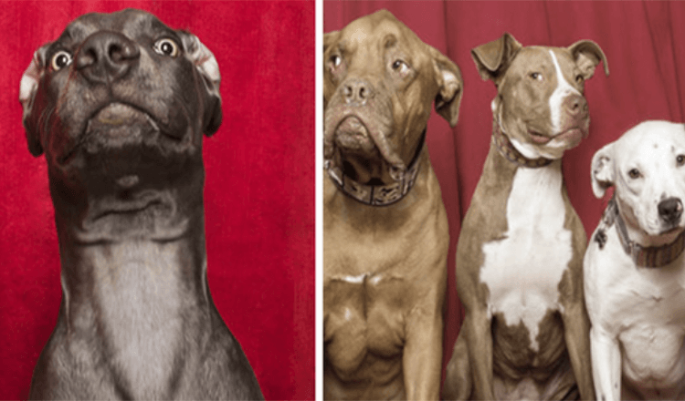 15+ Fotos, die die Reaktion von Hunden einfangen, nachdem sie von einem Fotografen in einen speziellen Photobooth gestellt wurden