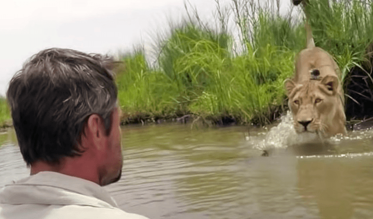 Mann, der vor sieben Jahren zwei Löwenjunge rettete, kehrt zurück und trifft sie von Angesicht zu Angesicht