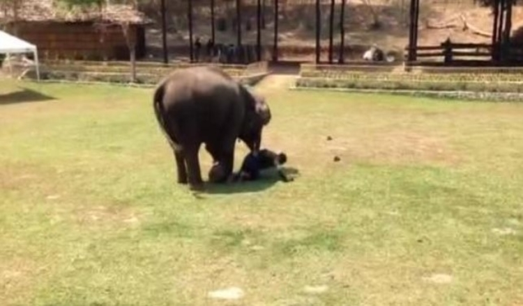 Elefant wird Zeuge eines “Angriffs” auf seinen Pfleger und eilt zur Rettung