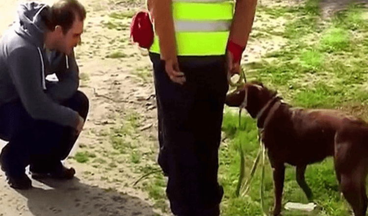 Hund erkannte seinen Vater nicht mehr, nachdem er 3 Jahre lang verschollen war, dann kroch der Vater