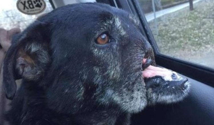 Hund ohne Schnauze findet endlich eine liebevolle Familie, die alles wiedergutmachen will, was er verloren hat