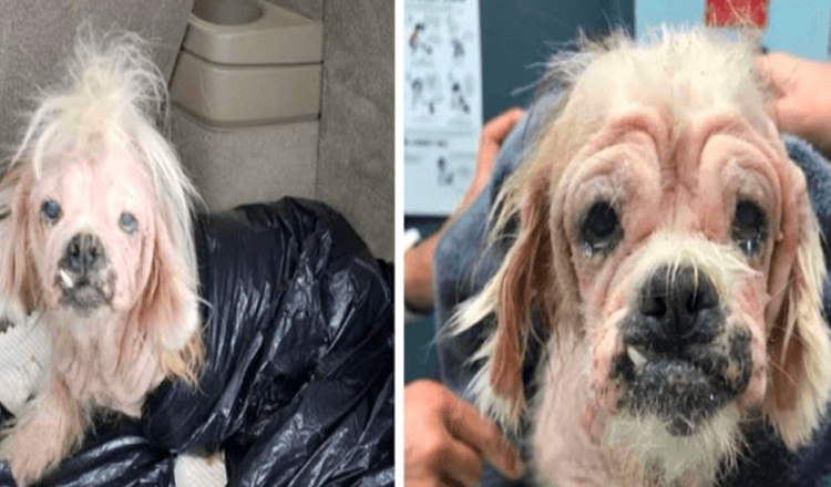 Älterer Hund im Tierheim im Müllsack entsorgt, das Personal konnte nicht glauben, dass sie noch am Leben ist