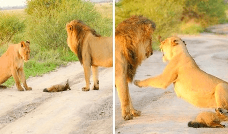 Löwin adoptiert ein verletztes Fuchsbaby und rettet es vor dem Fressen durch einen hungrigen Löwen