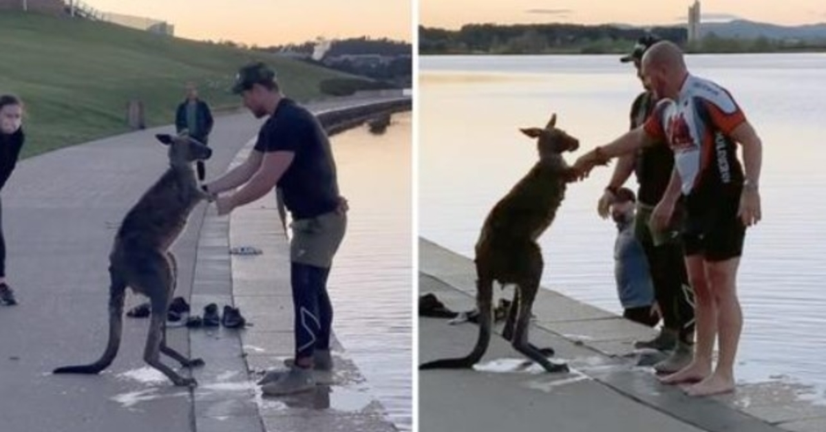 Känguru schüttelt seinem Retter die Hand, nachdem es aus einem zugefrorenen See gerettet wurde