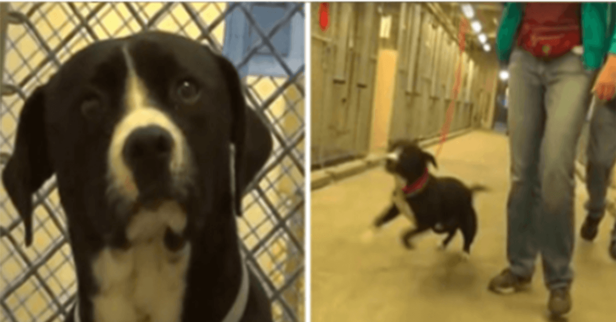 Hund aus dem Todestrakt merkt, dass er adoptiert wurde und springt buchstäblich vor Freude