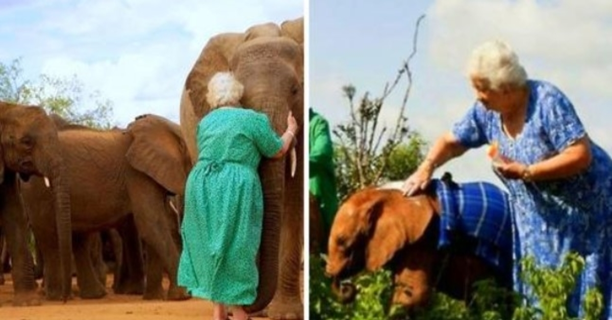 Elefanten, die ihre Eltern durch den Elfenbeinhandel verloren haben, umarmen den Engel, der sie aufgezogen hat