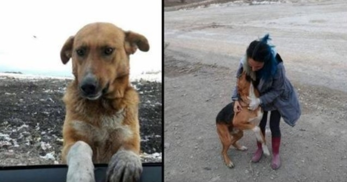 Ein auf einer Müllhalde lebender Hund bettelte darum, mit nach Hause genommen zu werden, aber niemand wollte ihn mitnehmen