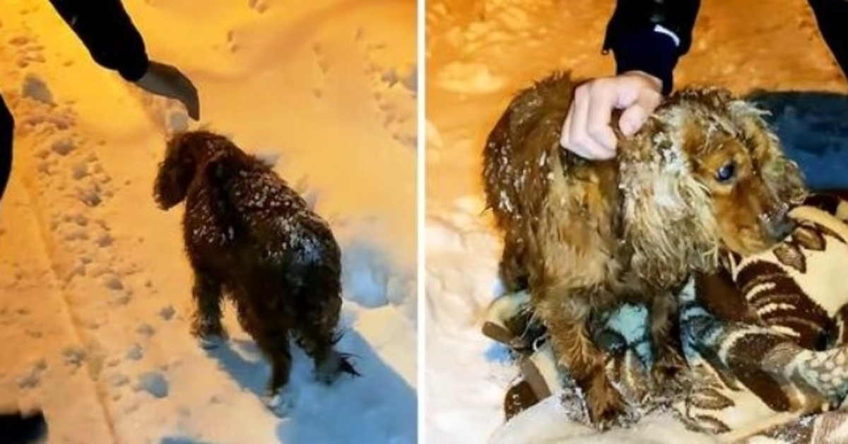 Ein Hund, der zum Sterben draußen im Schnee zurückgelassen wurde, geht mit letzter Kraft die Straße entlang