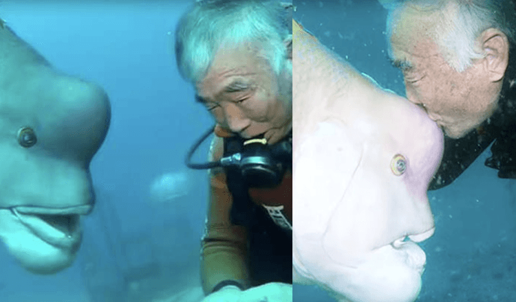 Japanischer Taucher besucht seinen besten Freund Fisch seit über 25 Jahren
