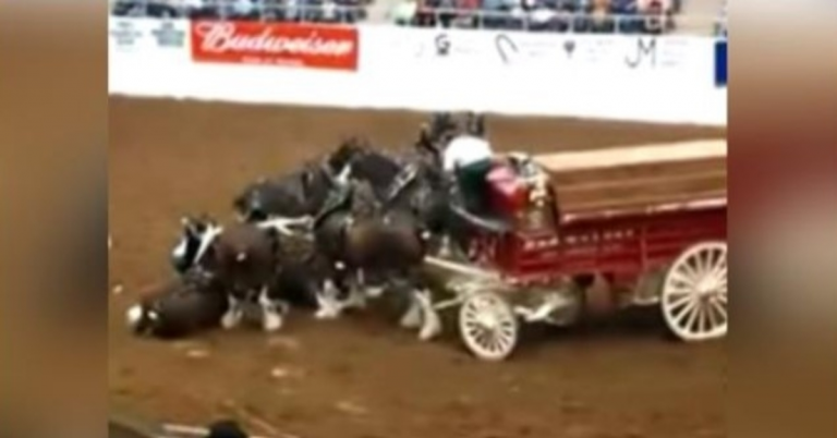 Clydesdale-Pferde brechen während einer Arena-Show zusammen und erheben sich nach dem Sturz prächtig