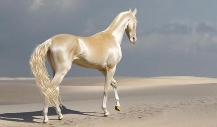 Treffen Sie die seltene Kreatur, die die Menschen “Das schönste Pferd der Welt” nennen +7 Bilder