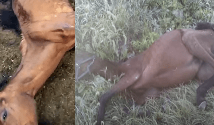 Verhungertes Pferd von Teenager in einem Graben gefunden, dann ist das Leben nie mehr wie vorher