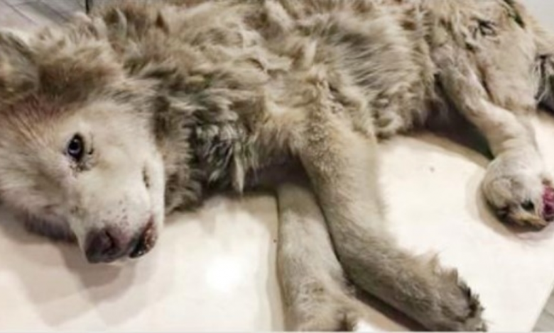 Dreckiger alter Husky mit infiziertem Bein versteckte seine Pracht unter seinen Schmerzen