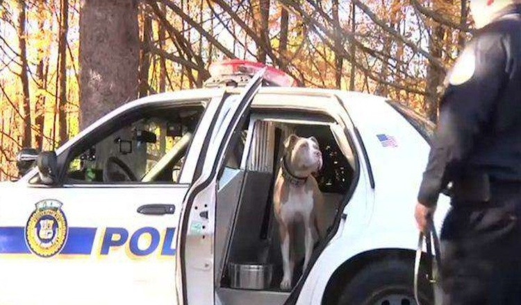 New Yorks erster Pitbull-Polizeihund durchbricht Stereotypen für ihre Rasse