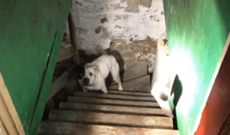 Mann zieht in neues Haus ein und findet einen angeketteten Hund im Keller