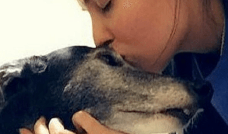 “Sie wird nicht mehr laufen können…”, sagten die Ärzte dem weinenden Liebhaber: Der Hund beschloss, es zu versuchen