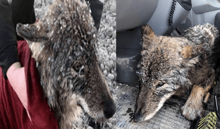 Männer retten Wolf, den sie für einen Hund hielten, vor dem Ertrinken in eiskaltem Wasser