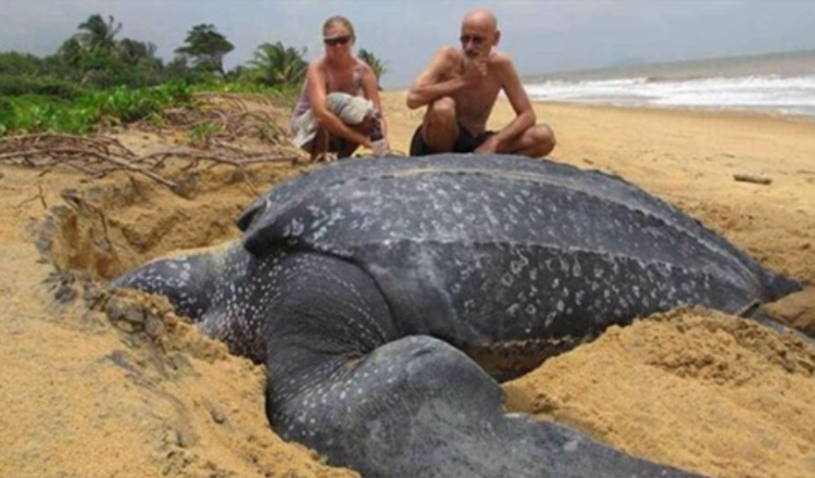Die größte Meeresschildkröte der Welt taucht aus dem Meer auf und es ist faszinierend
