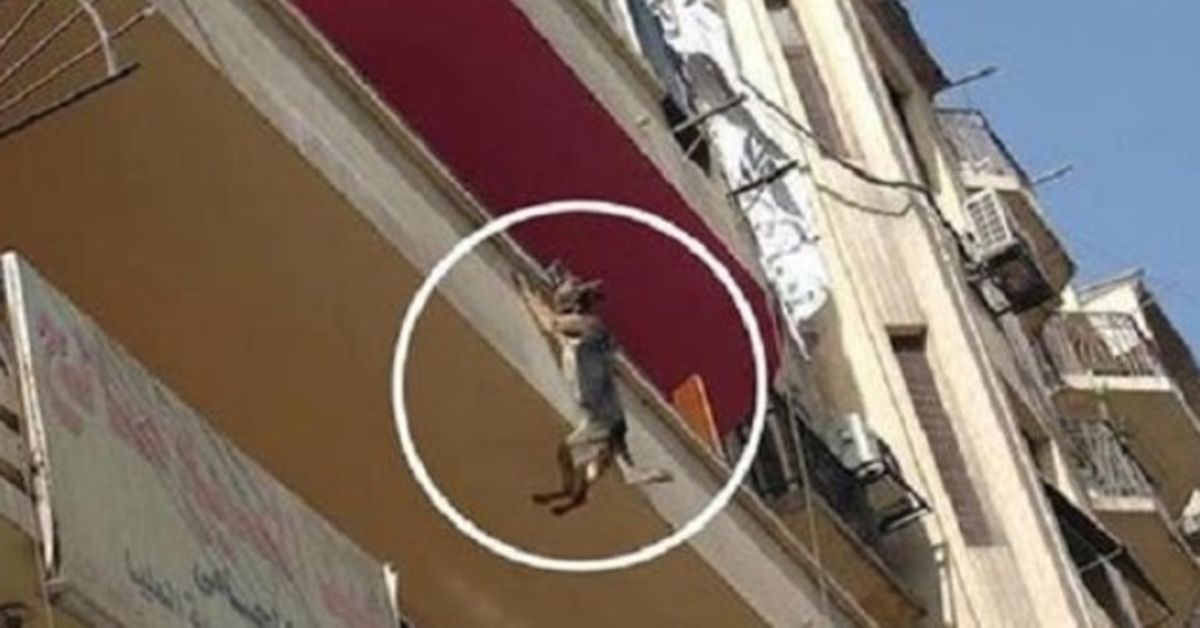 Ohne Futter und Wasser angeketteter Hund versucht, vom Balkon zu springen, um sich zu befreien