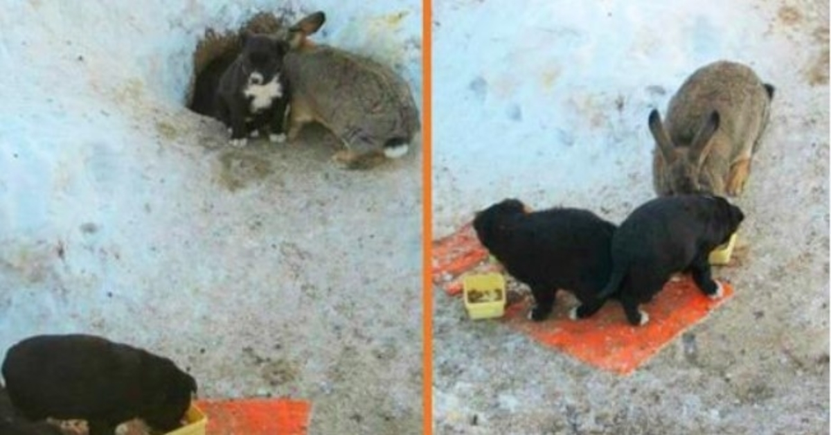 Kaninchen adoptiert drei streunende Welpen, beschützt sie, füttert sie und hält sie warm