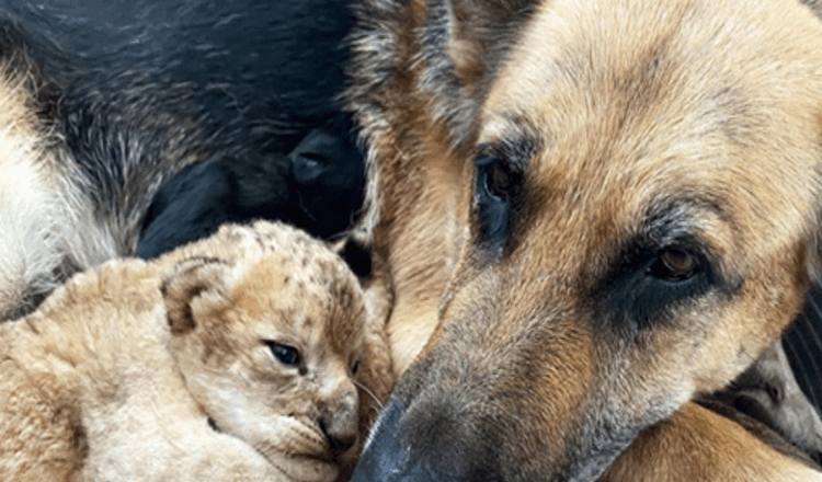 Deutscher Schäferhund adoptiert Löwenjunge, nachdem sie von ihrer Mutter verstoßen wurden
