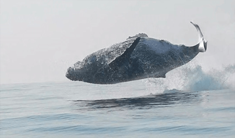 40-Tonnen-Wal wurde gefilmt, wie er komplett aus dem Wasser sprang