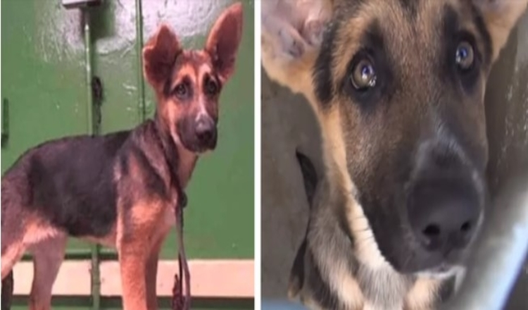deutscher Schäferhund, 3 Monate alt, im Tierheim ausgesetzt, weint, als die Familie sie verlässt