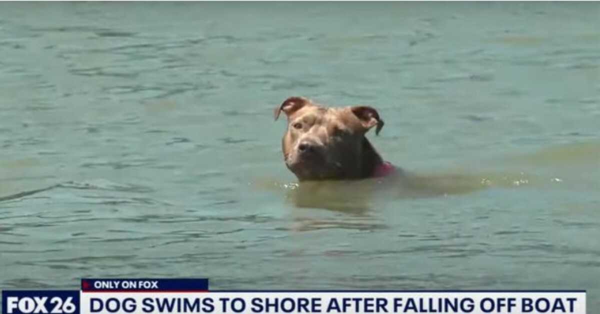 Hund, der von einem Krabbenkutter gefallen war, wurde Tage später lebend gefunden, nachdem er sechs Meilen zum Ufer geschwommen war