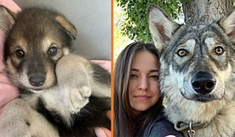 Von seiner Mutter verlassener Wolf wächst bei einer menschlichen Familie auf – und verhält sich wie ein Hund