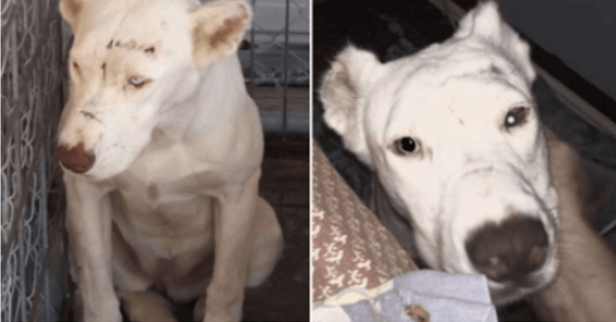 Verängstigter Rettungshund weckt neue Mutter mitten in der Nacht auf, um sich zu bedanken