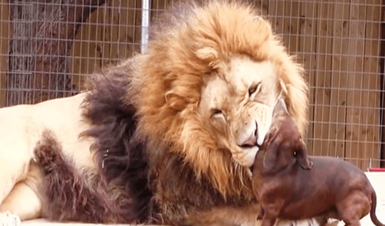 Schaulustige gerieten in Panik, als ein winziger Wiener Hund einem riesigen 500 Pfund schweren Löwen zu nahe kam