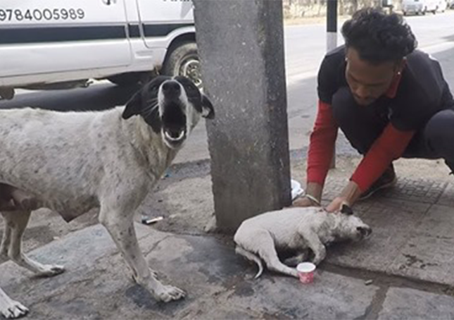 Verzweifelte Hundemutter bittet um Hilfe für ihren verletzten Welpen