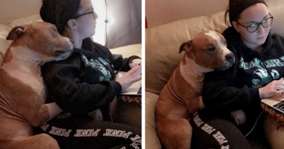 Eine Frau hat einen Pitbull adoptiert, und ihr erstes Foto hat das Internet erobert