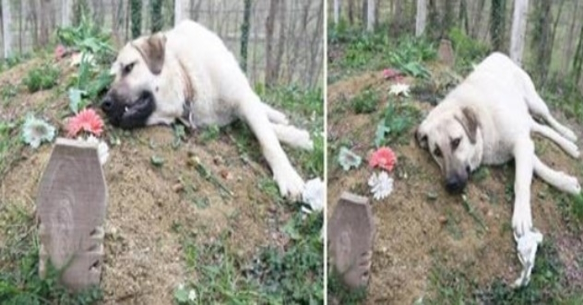 Dieser “untröstliche” Hund lief jeden Tag von zu Hause weg, um das Grab seines toten Besitzers zu besuchen