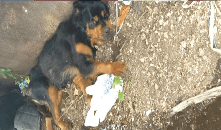 Gelähmter Hund im Müllcontainer zurückgelassen – dachte nie, dass jemand sie finden würde