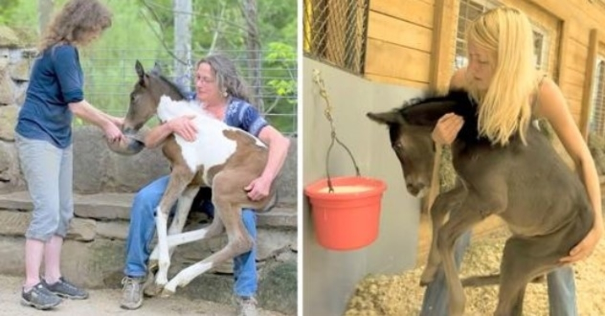 Eine freundliche Frau rettet unerwünschte Pferde, die in der brutalen Zuchtwelt dem Tod überlassen werden