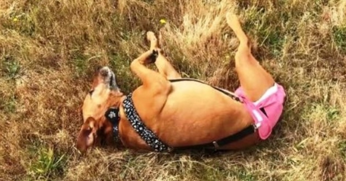3-beiniger Hund wurde als Köderhund benutzt und dann weggeworfen, sie weinten, als sie sie fanden