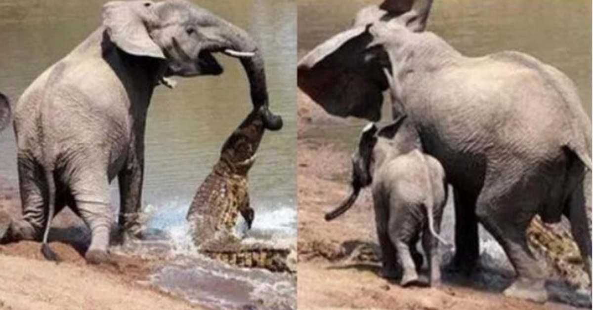 Elefantenmutter rettet ihr Baby durch einen genialen Trick vor einem tödlichen Krokodilangriff