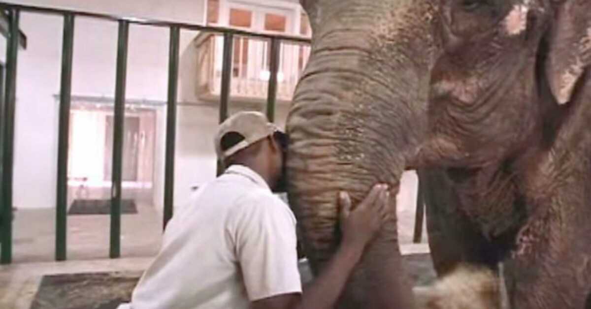 Zoowärter befreit Elefant nach 22 Jahren alleiniger Gefangenschaft