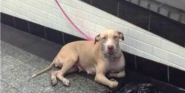Hund gefesselt und in der U-Bahn entsorgt starrt auf Pendler in der Hoffnung, dass ihr jemand helfen wird