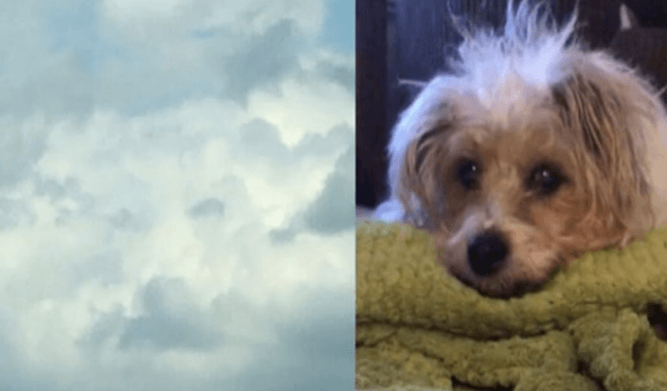 Trauernde Frau sieht das Gesicht ihres Hundes in den Wolken, Stunden nachdem er verstorben ist
