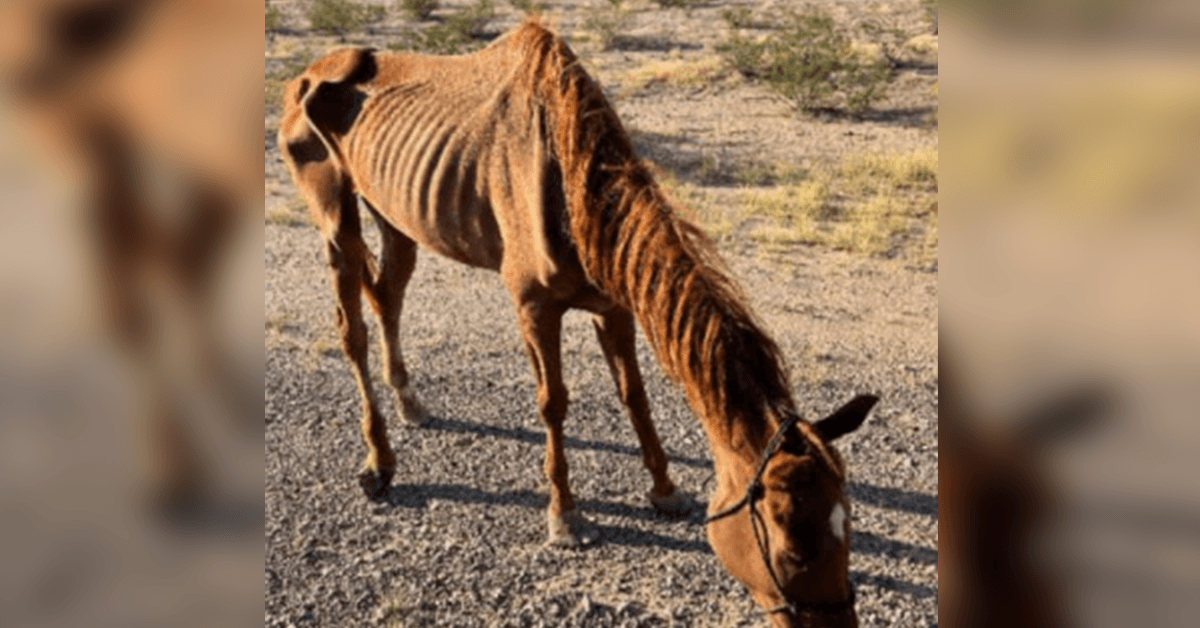Abgemagertes, in der Wüste ausgesetztes Rennpferd wird von einer Tierrettungsgruppe in Arizona gerettet