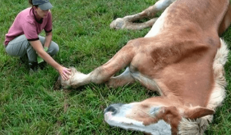 Ein 30 Jahre altes Pferd wurde nach jahrelanger Misshandlung aufgegeben
