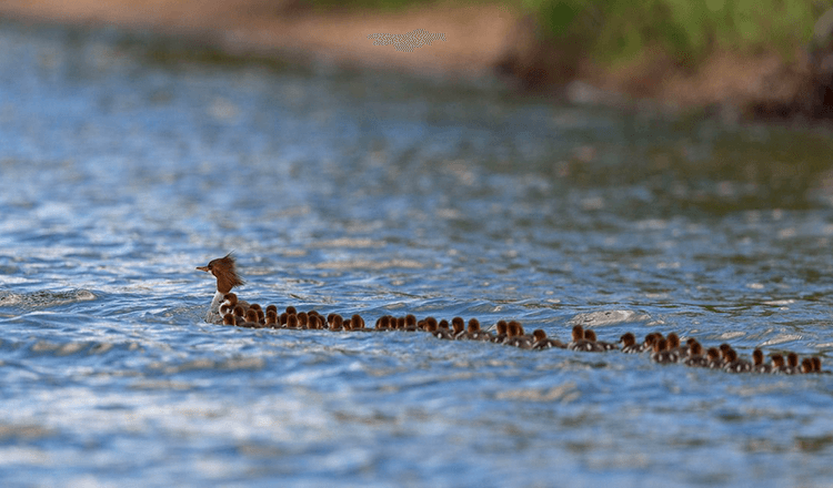 super-Mama” auf einem See in Minnesota gesichtet – mit 56 Entenküken im Schlepptau